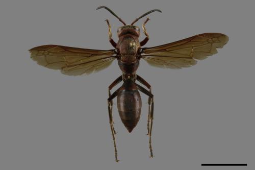 Polistes tenebricosus[赭褐長腳蜂][00116252]