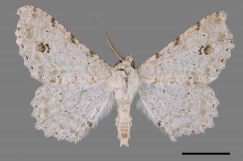 Lassaba parvalbidaria parvalbidaria[污雪雙斑尺蛾][00057874]