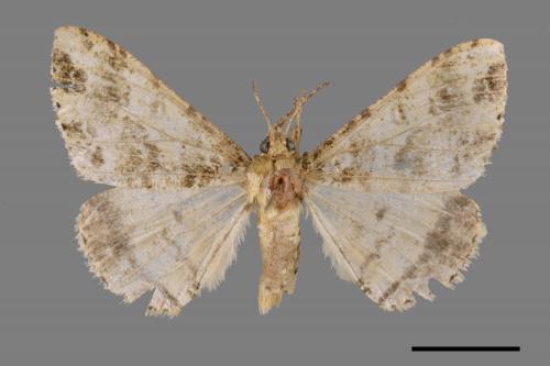 Arichanna amoena[中國星尺蛾][00045695]