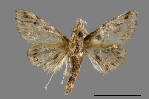 <已分類>Family：Pyralidae[螟蛾科][00051093]