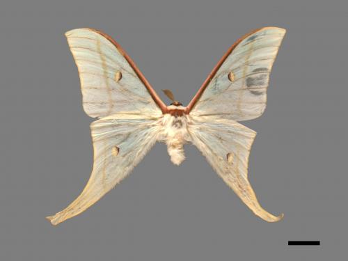 Actias selene ningpoana[長尾水青蛾][00016354]