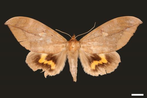 Phyllodes eyndhovii[黃帶擬葉夜蛾][00005120]