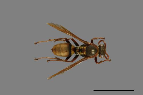 Polistes takasagonus[雙斑長腳蜂][00013045]