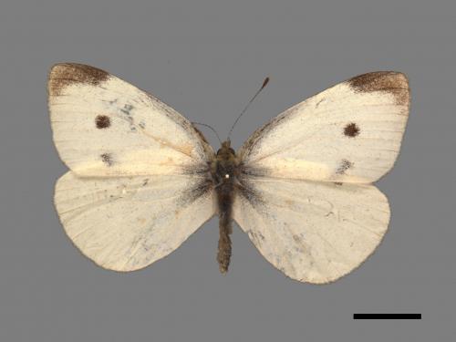 Pieris rapae crucivora[紋白蝶][00014238]