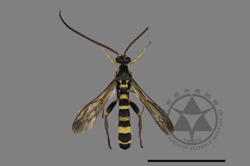 <已分類>Family：Ichneumonidae[姬蜂科][00181061]