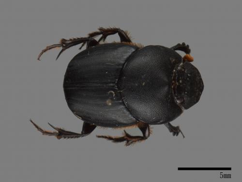 Onthophagus tricornis[三角嗡蜣螂][00081651]