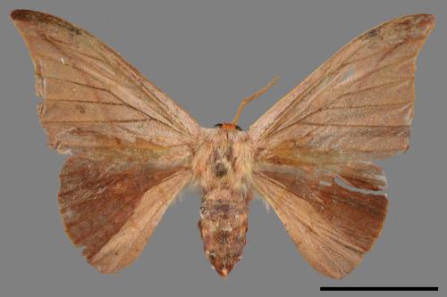 Oreta insignis[交讓木鉤蛾][00039192]