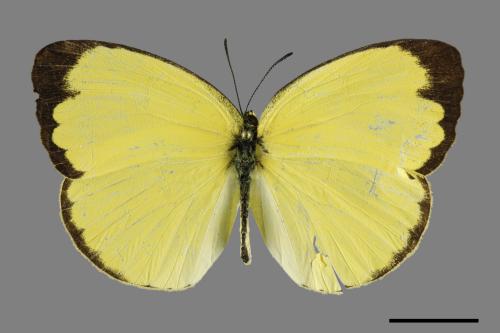 Eurema blanda arsakia[臺灣黃蝶][00102047]