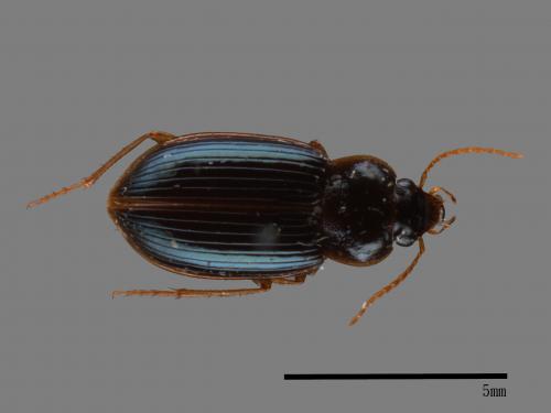 <已分類>Family：Carabidae[步行蟲科][00041935]