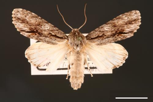 Acronicta denticulata pernivea[00000386]