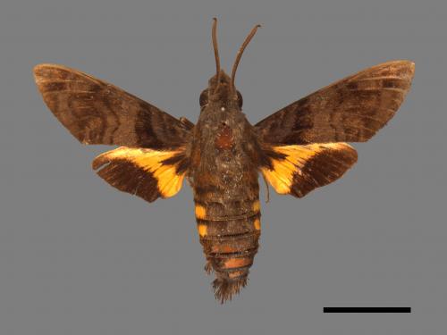 Macroglossum pyrrhosticta[黃斑長喙天蛾][00016497]