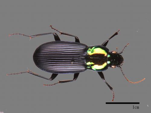 <已分類>Family：Carabidae[步行蟲科][00080138]