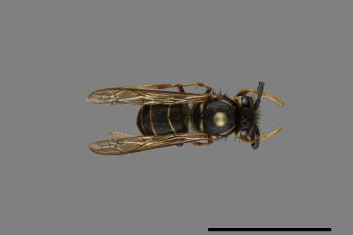 Vespula flaviceps[細黃胡蜂][00072975]