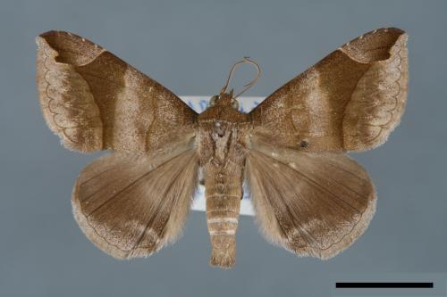 Dysgonia amygdalis[00005741]