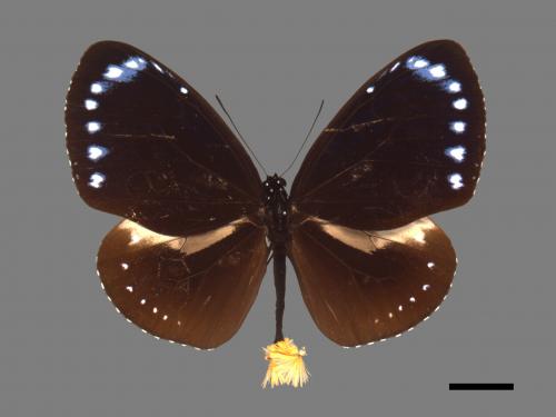 Euploea tulliolus koxinga[小紫斑蝶][00061490]