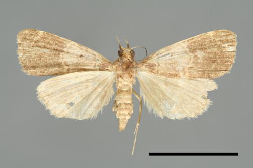 <已分類>Family：Noctuidae[夜蛾科][00010718]