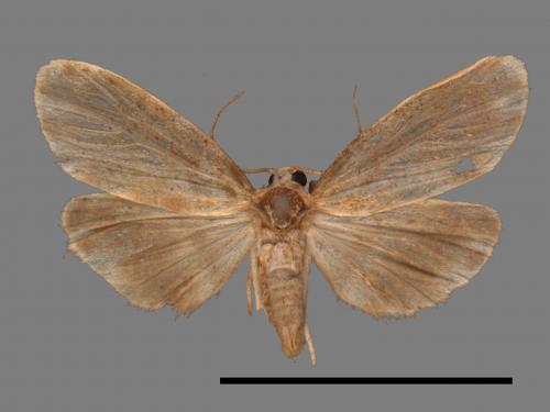 Parasiccia limbata[00047423]