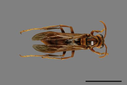 Polistes jokahamae[果馬蜂][00072829]