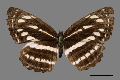 Neptis nata lutatia[臺灣三線蝶][00015127]