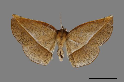 Garaeus argillaceus[陶色鈎角尺蛾][00071585]