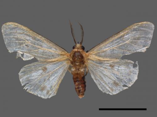Lemyra rhodophilodes[姬白污燈蛾][00044653]