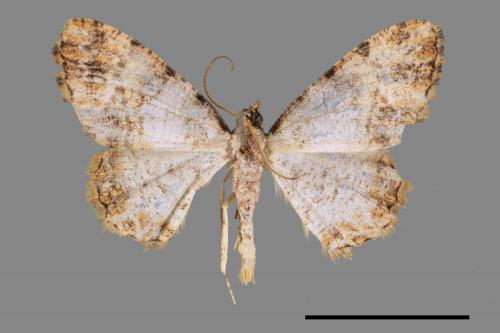 Psilalcis albibasis[半黃碎紋尺蛾][00042640]