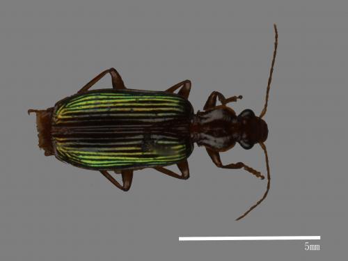 <已分類>Family：Carabidae[步行蟲科][00050060]