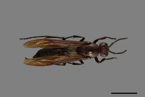 Polistes gigas[巨長腳蜂][00074413]