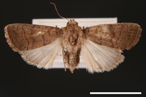 Athetis cognata[00003191]
