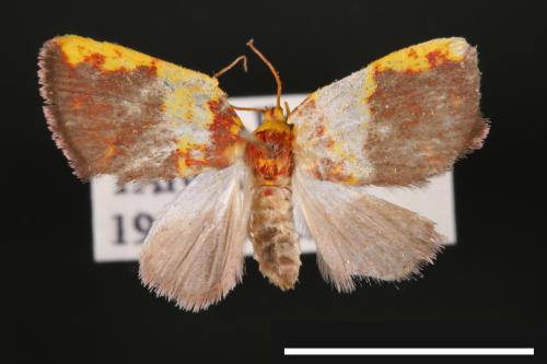 Siglophora sanguinolenta[內黃血斑瘤蛾][00004810]