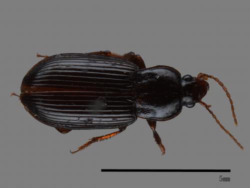 <已分類>Family：Carabidae[步行蟲科][00035830]