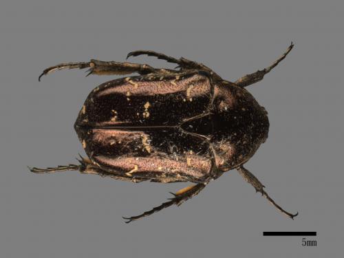 Protaetia orientalis sakaii[東方白點花金龜][00080150]