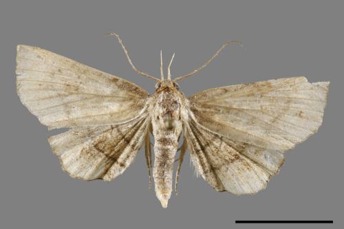 Eutrogia morosa[00120136]