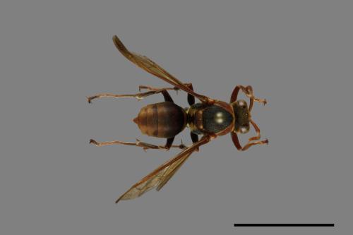 Polistes takasagonus[雙斑長腳蜂][00100952]