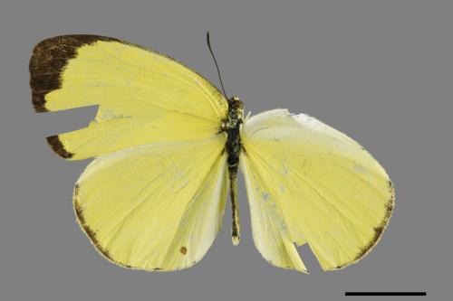 Eurema blanda arsakia[臺灣黃蝶][00102044]