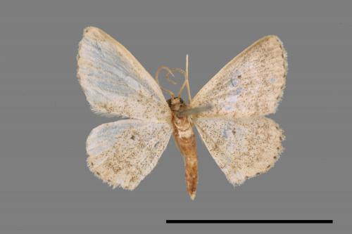 <已分類>Genus：Scopula[00050544]