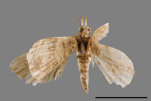 <已分類>Family：Noctuidae[夜蛾科][00010750]