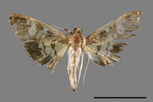 <已分類>Family：Crambidae[草螟科][00065651]
