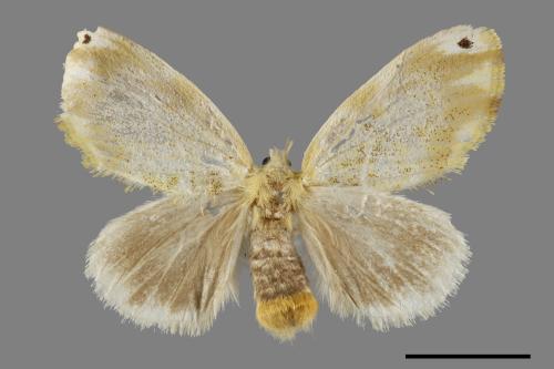 Euproctis kanshireia[00059442]