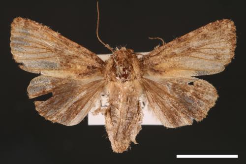 Feliniopsis tripunctata[00002227]