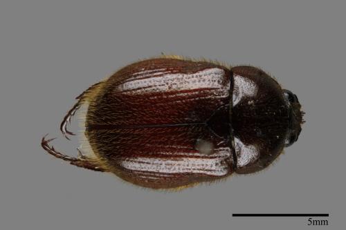 Parastasia ferrieri formosana[台灣四齒金龜][00084070]