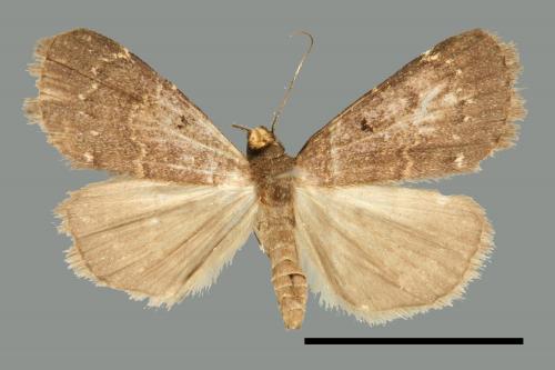 <已分類>Family：Noctuidae[夜蛾科][00010743]