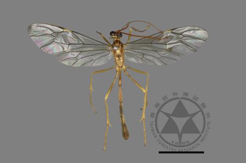 <已分類>Family：Ichneumonidae[姬蜂科][00167223]