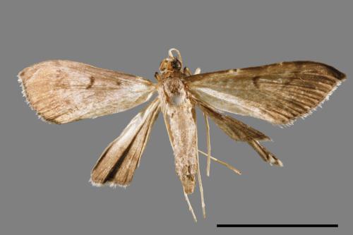 <已分類>Family：Crambidae[草螟科][00064861]