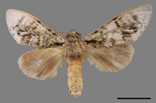 Pheosiopsis cinerea formosana[喜夙舟蛾][00056390]