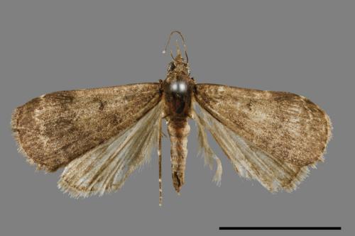 <已分類>Family：Noctuidae[夜蛾科][00010906]