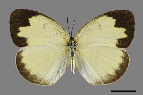 Eurema blanda arsakia[臺灣黃蝶][00093897]