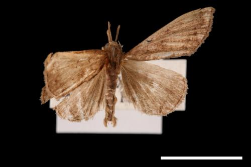 Zanclognatha terminalis[00011555]