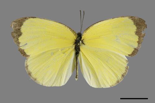 Eurema blanda arsakia[臺灣黃蝶][00101120]