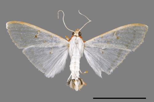 <已分類>Family：Crambidae[草螟科][00052622]